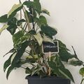 Vente: Sygonium variagata