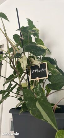 Sygonium variagata