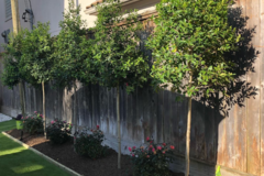 Request a quote: Magnolia City Landscaping, here for all your landscaping needs.