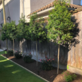 Request a quote: Magnolia City Landscaping, here for all your landscaping needs.