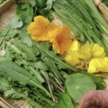 Verkaufen mit Online-Zahlungen: Wildkräuter Mix Salat 100g