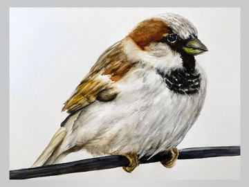  : Sparrow on a tree branch (32x24cm)
