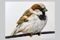  : Sparrow on a tree branch (32x24cm)