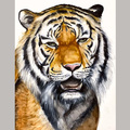  : Tiger (30x40cm) Original Painting