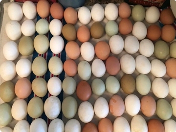 Selling with In-person Payment: Fertilized Easter chicken eggs