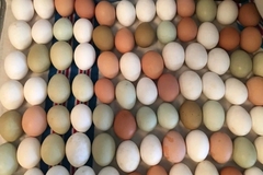 Selling with In-person Payment: Fertilized Easter chicken eggs