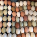 Selling with In-person Payment: Fertilized Easter chicken eggs