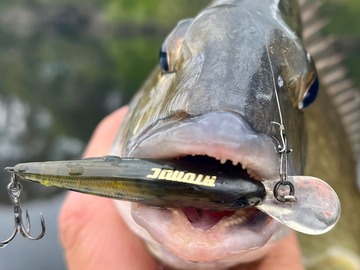 Charter Services: Lure Fishing Tuition Mordialloc 