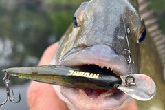Charter Services: Lure Fishing Tuition Mordialloc 