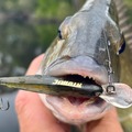 Charter Services: Lure Fishing Tuition Mordialloc 