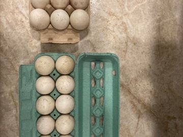 Selling with In-person Payment: 1 dz. Duck eggs