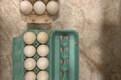 Selling with In-person Payment: 1 dz. Duck eggs