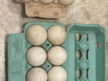 Selling with In-person Payment: Fertilized duck eggs