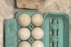 Selling with In-person Payment: Fertilized duck eggs
