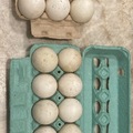 Selling with In-person Payment: Fertilized duck eggs