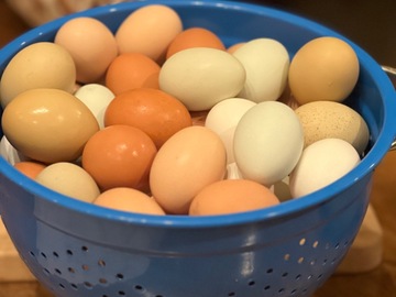 Selling with In-person Payment: Farm Fresh Rainbow Colored Eggs