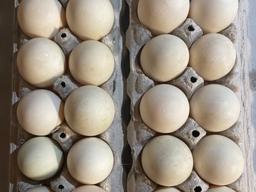 Selling with In-person Payment: Pasture raised duck eggs for sale
