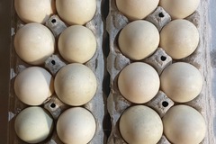 Selling with In-person Payment: Pasture raised duck eggs for sale