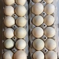 Selling with In-person Payment: Pasture raised duck eggs for sale