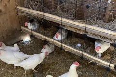 Selling with online payment: Monica’s farm eggs 