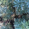 Verkaufen mit Online-Zahlungen: Wermut (Artemisia absinthium)