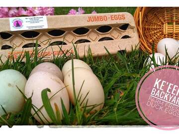 Selling with In-person Payment: FARM FRESH FREE RANGE DUCK EGGS