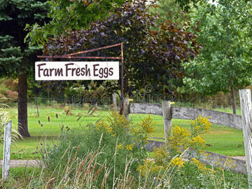 Selling with In-person Payment: Holistically Raised Farm Fresh Chicken Eggs (Raleigh, NC)