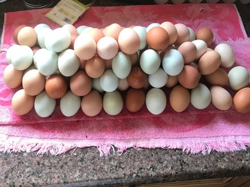 Selling with In-person Payment: Farm Fresh Chicken Eggs (Oswego, IL)