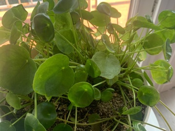 Vente: Rejet de mon pilea