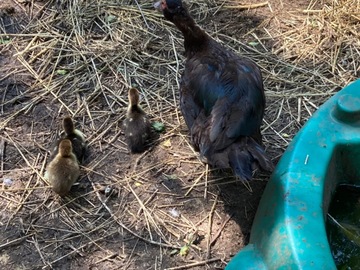Selling with In-person Payment: Farm Fresh Duck eggs