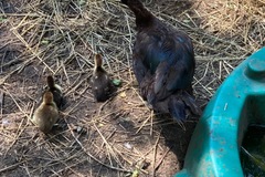 Selling with In-person Payment: Farm Fresh Duck eggs
