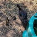 Selling with In-person Payment: Farm Fresh Duck eggs