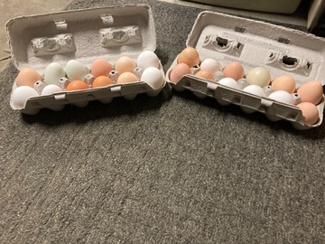 Selling with In-person Payment: Farm fresh chicken eggs