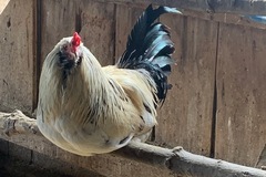 Selling with In-person Payment: Hatching Eggs