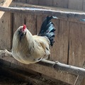 Selling with In-person Payment: Hatching Eggs