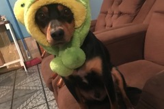 Anuncio: Se da en adopción responsable 