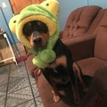 Anuncio: Se da en adopción responsable 