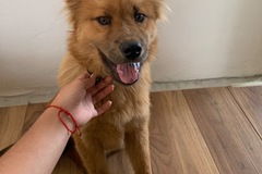 Anuncio: Perrito en adopción 