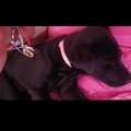 Anuncio: Adopción perrita