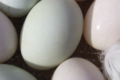 Selling with In-person Payment: Duck eggs 