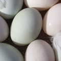 Selling with In-person Payment: Duck eggs 