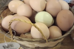 Selling with online payment: Hatching Eggs