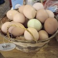 Selling with online payment: Hatching Eggs