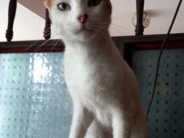 Anuncio: Gata en adopción 