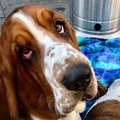 Animal Talent Listing:  Ferguson   Animal Talent Listing