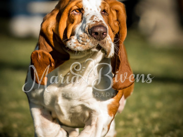 Animal Talent Listing: Boom Animal Talent listing