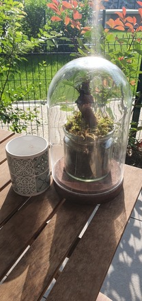 Terrarium en Cloche – Ficus type Bonsaï 