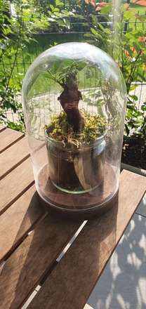 Terrarium en Cloche – Ficus type Bonsaï 