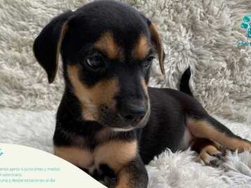 Anuncio: ADOPCION RESPONSABLE