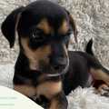 Anuncio: ADOPCION RESPONSABLE